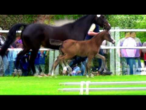 Balou´s Girl v. Balou du Rouet