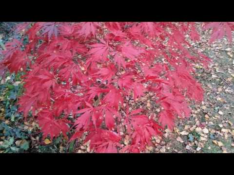 Acer palmatum 'Sherwood Flame' (Japanese Maple)