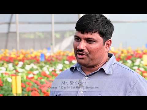 Rise n' Shine Testimonials Mr Shrikant, Om Sri Sai Flora, Bangalore | Gerbera Flower Plant Review