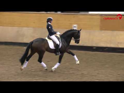 Impressionen | Hengstschau Lövsta Stuteri 2017