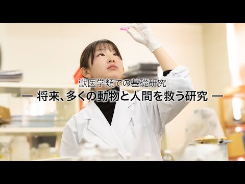 先端経営学科 獣医学類での基礎研究　　｜　酪農学園大学　獣医学類　学類紹介