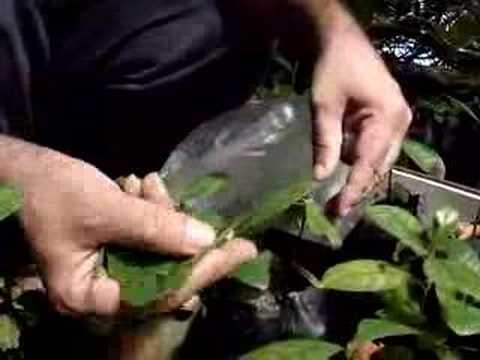 Considerações sobre feitio do Santo Daime 2