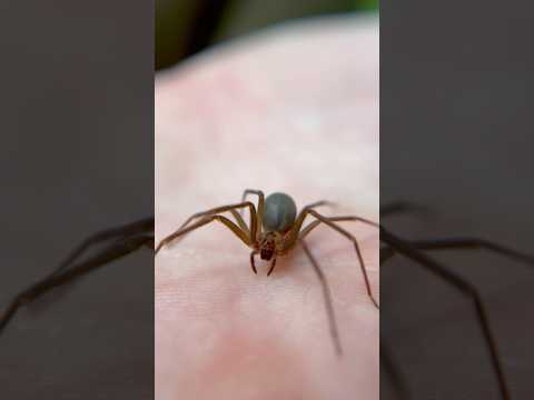 How DEADLY Is The BROWN RECLUSE REALLY? #spider #spiders #arachnids