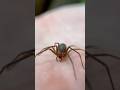 How DEADLY Is The BROWN RECLUSE REALLY Spider Spiders Arachnids