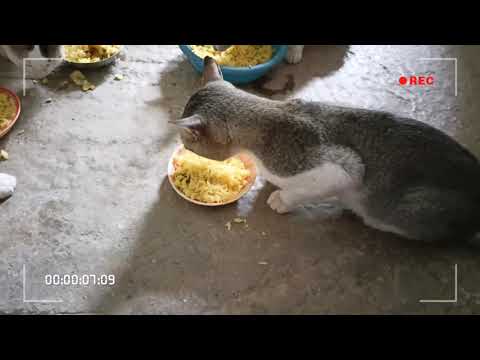 বিল্লি ছানারা ❤️❤😻😻