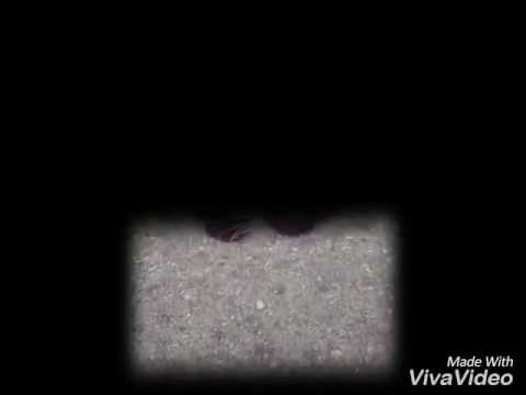 Ai nostri angeli pelosi