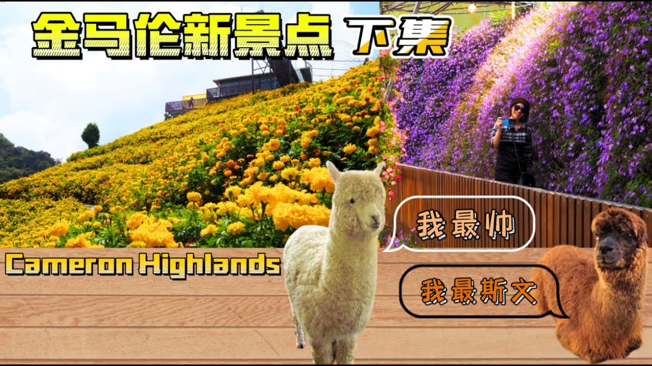 金马伦 (下集)  Cameron Highlands 两天一夜之旅去打卡新景点~