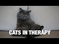 Cats In Therapy