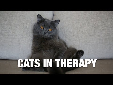 Cats In Therapy