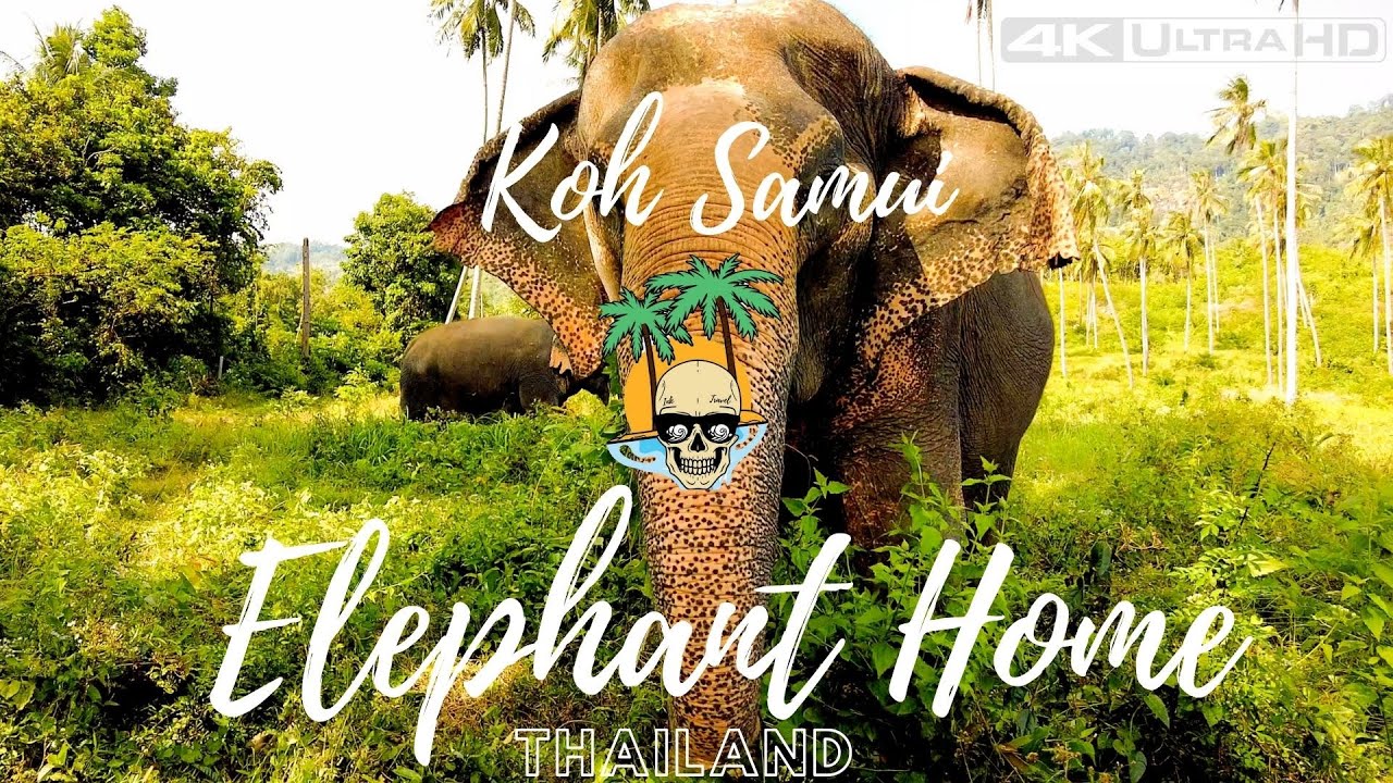 Experience the enchantment of Samui Elephant Home in the tropical haven of Koh Samui.