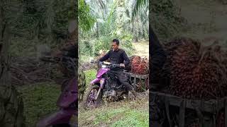 Download lagu LANGSIR SAWIT PAKAI MOTOR || PANEN SAWIT mp3 Download lagu LANGSIR SAWIT PAKAI MOTOR || PANEN SAWIT mp3