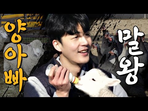 🎁이벤트🎁 ”더 일할래요” 양 젖주다 뜬금 선언한 말왕.. 행복해보인다?｜[머슴아 말왕] EP.07