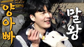 🎁이벤트🎁 ”더 일할래요” 양 젖주다 뜬금 선언한 말왕.. 행복해보인다?｜[머슴아 말왕] EP.07