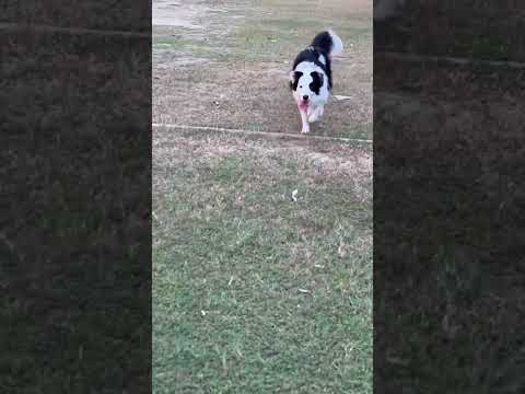 The dog is coming to get you #shorts #hashtag #dog #pudding #puppy #short