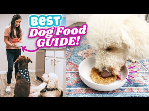 How to: Choose Dog Food! 🐶 What I look for in dog food brands