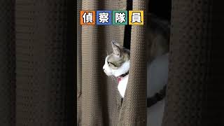偵察隊の猫