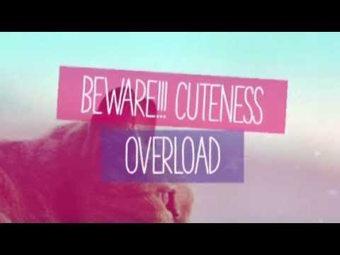 Funny & Cute Cats Compilation