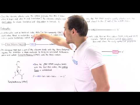 Start and Stop Codons