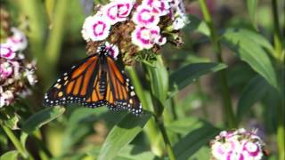 When Love Finds You by Vince Gill