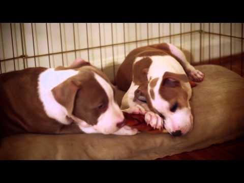 Hoobly Puppies