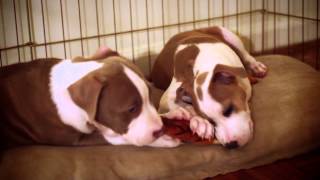FEMALE PUPPY HOOBLY
