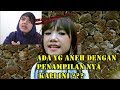Zainatul Hayat (Ina Permatasari) - Egois (REACTION) Kok Ada yang kurang Srek YAAA ??? Zainatul Hayat (Ina Permatasari) - Egois (REACTION) Kok Ada yang kurang Srek YAAA ???