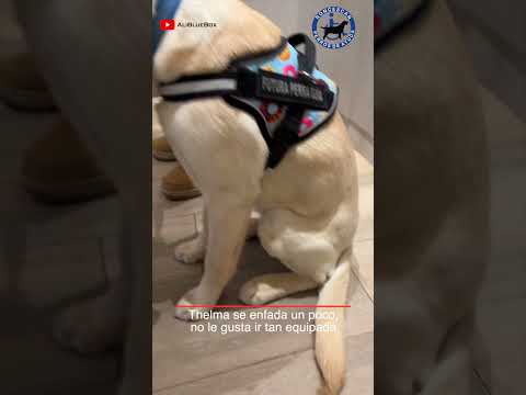 Thelma 🦮 visita el Hospital 🏥 (Thelma & Ali Episodio 06)