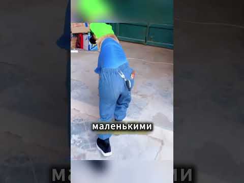 Собака забавно ходила даже без костюма 😂🐶#shorts