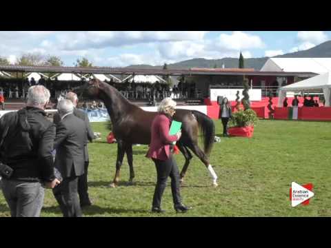 N.35 ALIAH IA - Arezzo 2015 - 4-6 year old mares (Class 4)