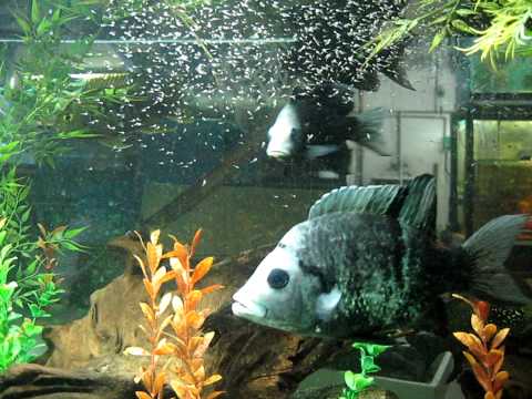 Ptychochromis oligacanthus