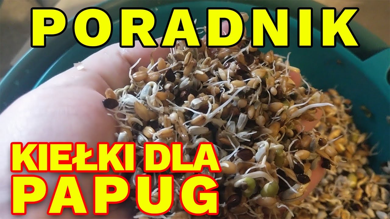 Instrukcja kiełkowania dla papug