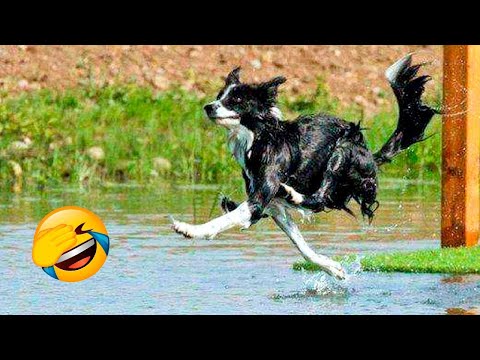 Funny Cats and Dogs Videos😁 - Funniest Animal Videos 2023!😂 #6