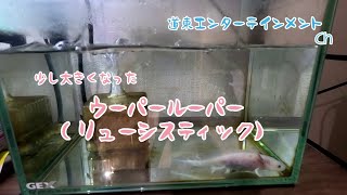 【ウーパールーパー】飼育2ヶ月目のウーパールーパーの近況、ブリードや消化不良を起こさないために