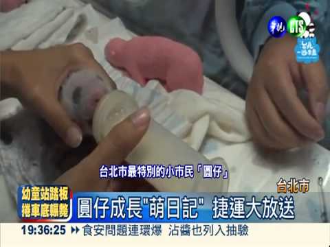 圓仔成長"萌日記" 捷運大放送