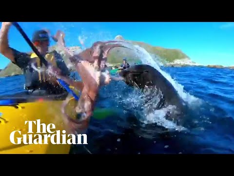 Seal slaps kayaker in the face with an octopus
