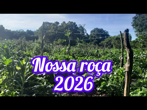 Nossa roça no sitio catolé Santana do cariri Ceará cont 88 988476514 