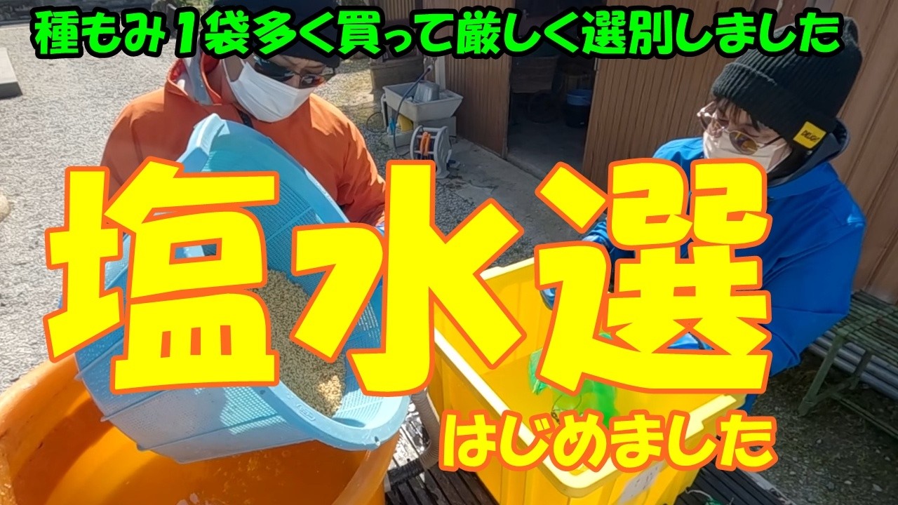 塩水選、はじめました　塩水選と種子消毒　田んぼ・2026　20260321