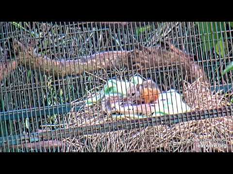 Baby Variegated Squirrel chills out on a blanket - 07/16/24 - SlothTV playground via explore.org