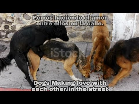 Dogs making love with each other|Perros haciendo el amor entre ellos en la calle|short clip|
