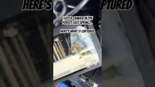 One of Yellowstone’s biggest bears 🐻#wildlife #animals #yellowstone