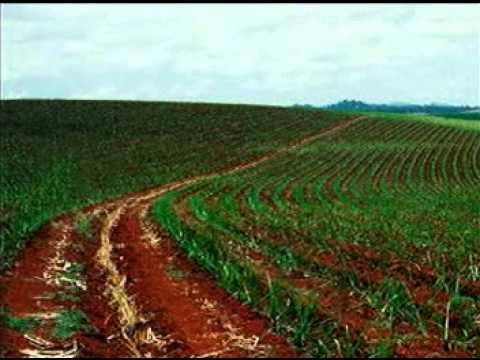 Bioingeniería Vetiver | HISTORIA