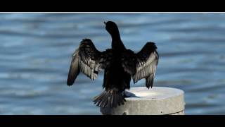 Be Good Tanyas - Rain And Snow