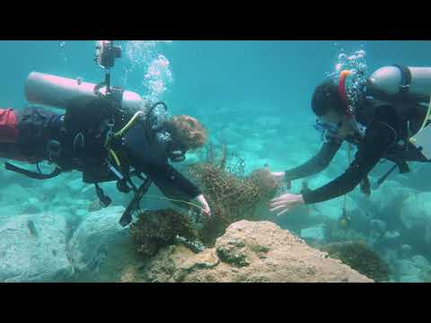 SEA WITHIN A SEA (2021) | Official Trailer