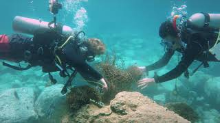 SEA WITHIN A SEA (2021) | Official Trailer