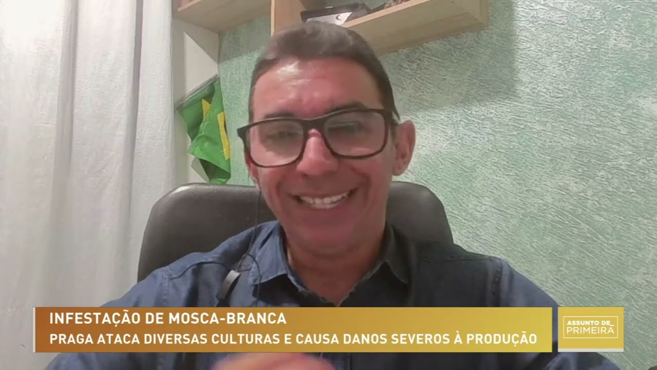 Potencial ataque de "mosca-branca": El niño fortalece a disseminação de pragas na lavoura