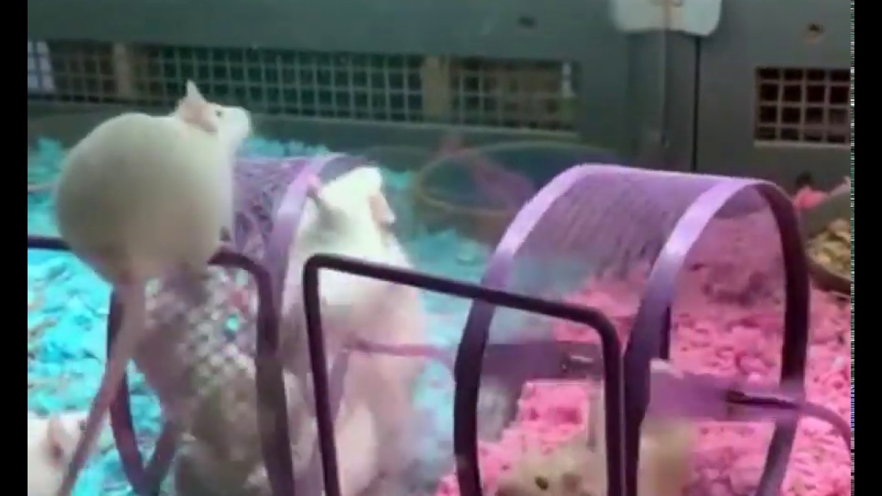 Team Work vs Freelance