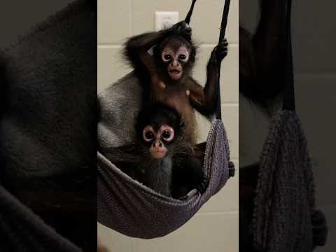 Nashville Zoo debuts three rescued spider monkeys
