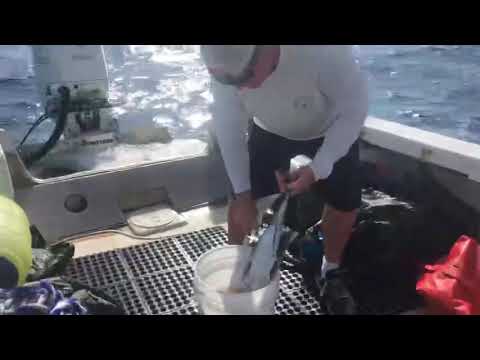 Freedive with sharks