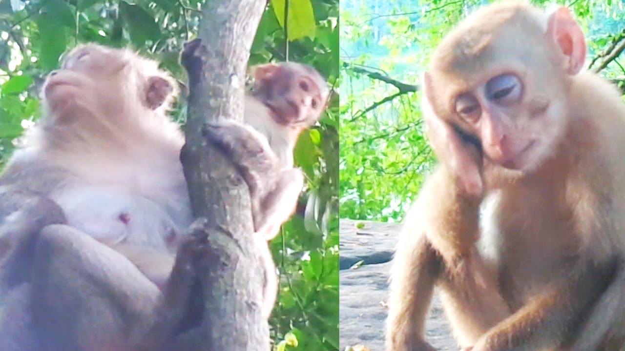 Cam Wildlife #62-Cute Mali so sleepy