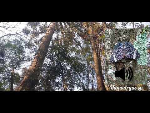 A butterfly that produces an sound (Hamadryas sp. male)